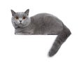 Sweet young adult solid blue British Shorthair cat isolated on white background Royalty Free Stock Photo