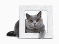 Sweet young adult solid blue British Shorthair cat isolated on white background Royalty Free Stock Photo