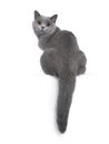 Sweet young adult solid blue British Shorthair cat isolated on white background Royalty Free Stock Photo