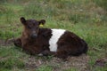 Sweet Young Belted Galloway Calf Resting on Moorland