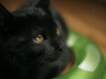 Sweet young black aloof kitten portrait shot