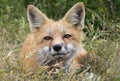 Sweet Young Fox Playing in the Grass