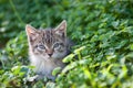 Sweet young kitten in the grass among the clover