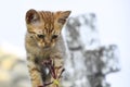 A sweet young kitty starring a fade flower Royalty Free Stock Photo