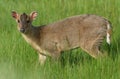 A cute young Muntjac Deer Muntiacus reevesi feeding in a grassy field.