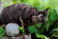 Sweet young norwegian forest cat kitten standing on stone Royalty Free Stock Photo