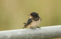 A cute young Swallow Hirundo rustica perching on a metal pole in the UK. It is waiting for the parents to come back and feed it. Royalty Free Stock Photo