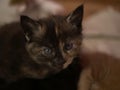 Sweet young tortoiseshell kitten looks the camera