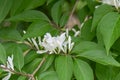 Blue honeysuckle, Lonicera cearulea, white flowers