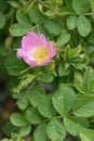 Eglantine Rosa rubiginosa, delicate pink flower Royalty Free Stock Photo