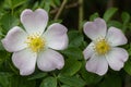 Sweetbrier in Spring Blossom Close Up Royalty Free Stock Photo