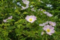 Sweetbrier in Spring Blossom Close Up