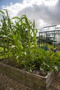 Sweetcorn and courgette growing in a raised vegetable bed plot.