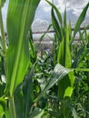 Sweetcorn field close up Royalty Free Stock Photo