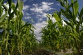 Sweetcorn Field Royalty Free Stock Photo