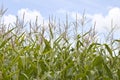 Sweetcorn field Royalty Free Stock Photo