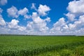 Sweetcorn field