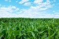 Sweetcorn Field Royalty Free Stock Photo