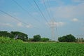 Sweetcorn field Royalty Free Stock Photo