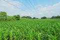 Sweetcorn field Royalty Free Stock Photo