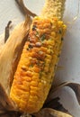 Sweetcorn Griddled Barbecued with Flavoured Butters and herbs Royalty Free Stock Photo