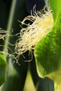 Sweetcorn Growing