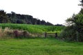 Sweetcorn Landscape