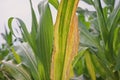 Sweetcorn and maize disease, northern leaf blight Royalty Free Stock Photo