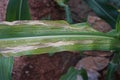Sweetcorn and maize disease, northern leaf blight Royalty Free Stock Photo