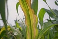 Sweetcorn and maize disease, northern leaf blight Royalty Free Stock Photo