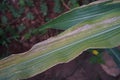 Sweetcorn and maize disease, northern leaf blight Royalty Free Stock Photo