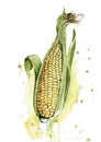 Fresh sweetcorn in husk illustration