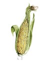 Fresh sweetcorn illustration on white background.