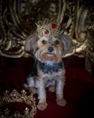 Royal dog portrait. Tiny dog siting on a gold throne
