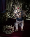 Royal dog portrait. Tiny dog siting on a gold throne. wearing a crown