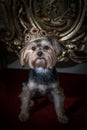 Royal dog portrait. Tiny dog siting on a gold throne