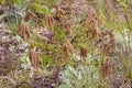 Sweetfern with Catkins 813310