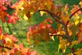 Sweetgum