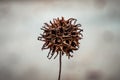 Sweetgum fruit found in a park Royalty Free Stock Photo
