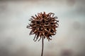 Sweetgum fruit found in a park