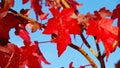 Sweetgum