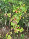 Sweetgum Tree Colorful Leaves by Creek Royalty Free Stock Photo