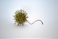 Sweetgum tree seed pod