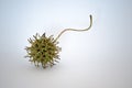 Sweetgum tree seed pod