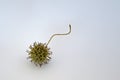 Sweetgum tree seed pod