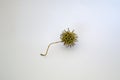 Sweetgum tree seed pod