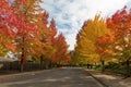 Sweetgum Trees Foliage Lined Street during Fall Season Royalty Free Stock Photo