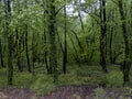 It resembles a plane tree among the species known as stump trees.