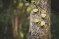 Sweetheart Hoya plant on tree Royalty Free Stock Photo