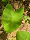 Sweetheart leaf coloring green nature plant